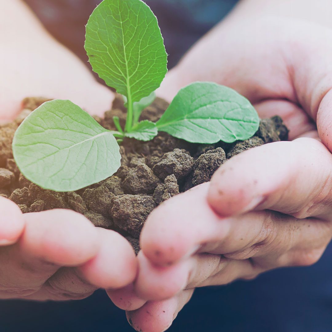 Cooperativa Eterrna Agroecologia