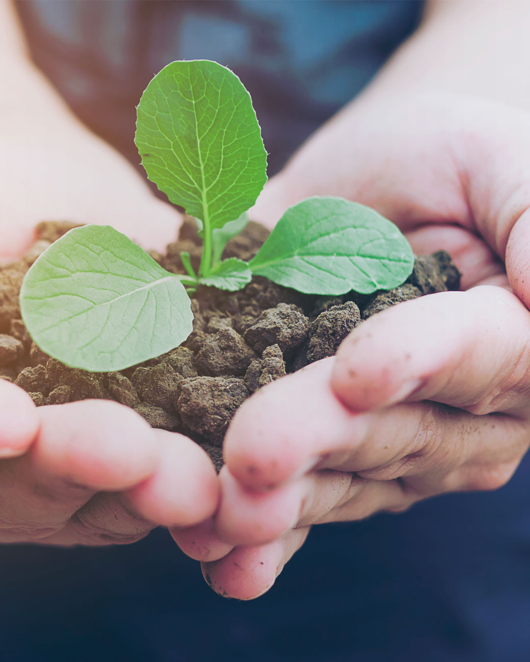 Cooperativa ETERRNA Agroecologia